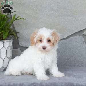 Ellis, Maltipoo Puppy